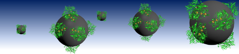 banner enzyme on carbon